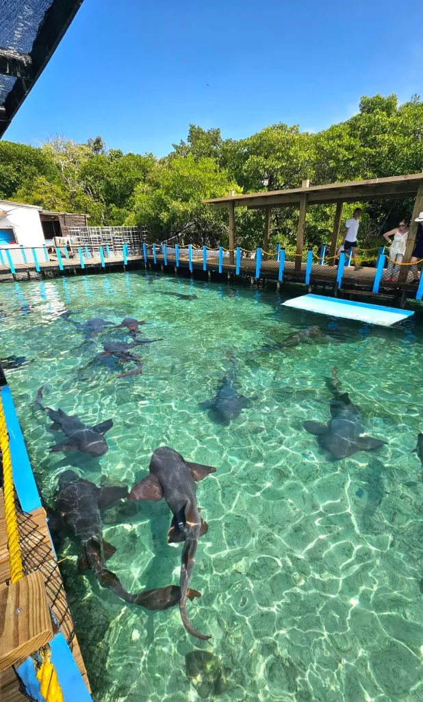 Playa Blanca e Islas del Rosario & Oceanario - foto 9