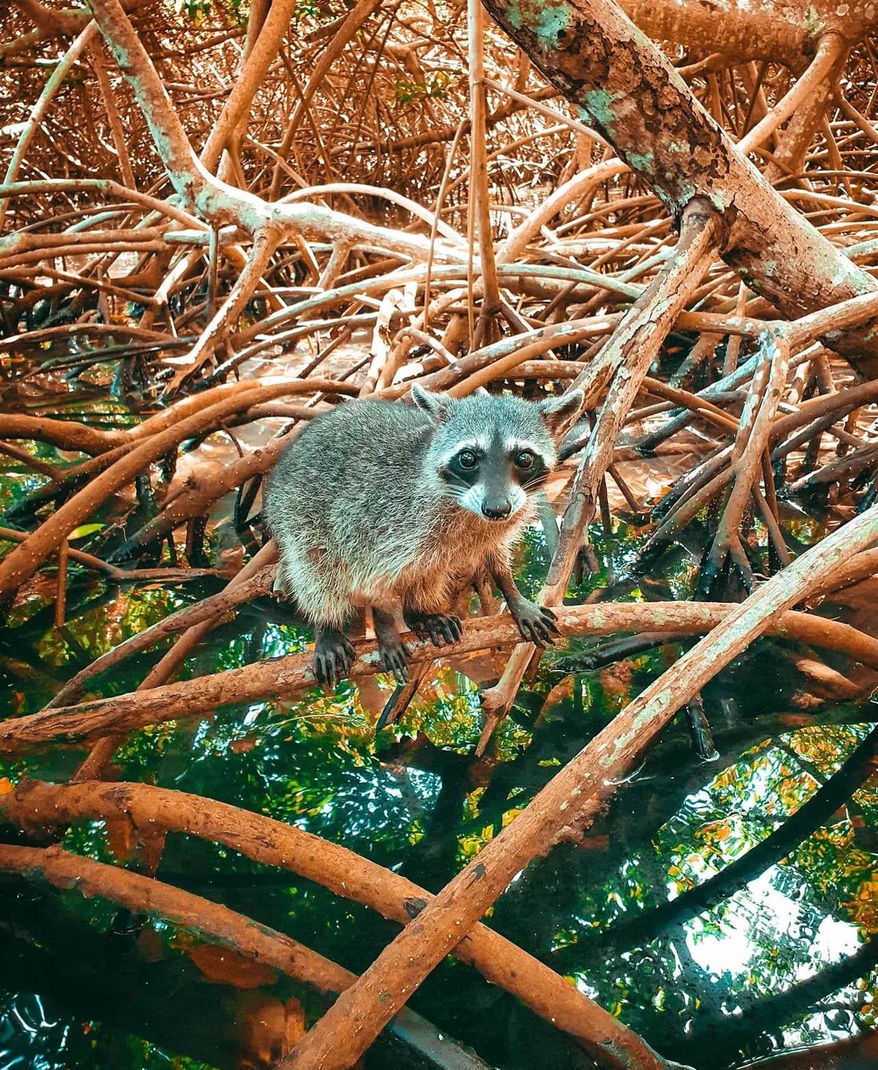 Playa Blanca, Snorkel & Mapaches - foto 2