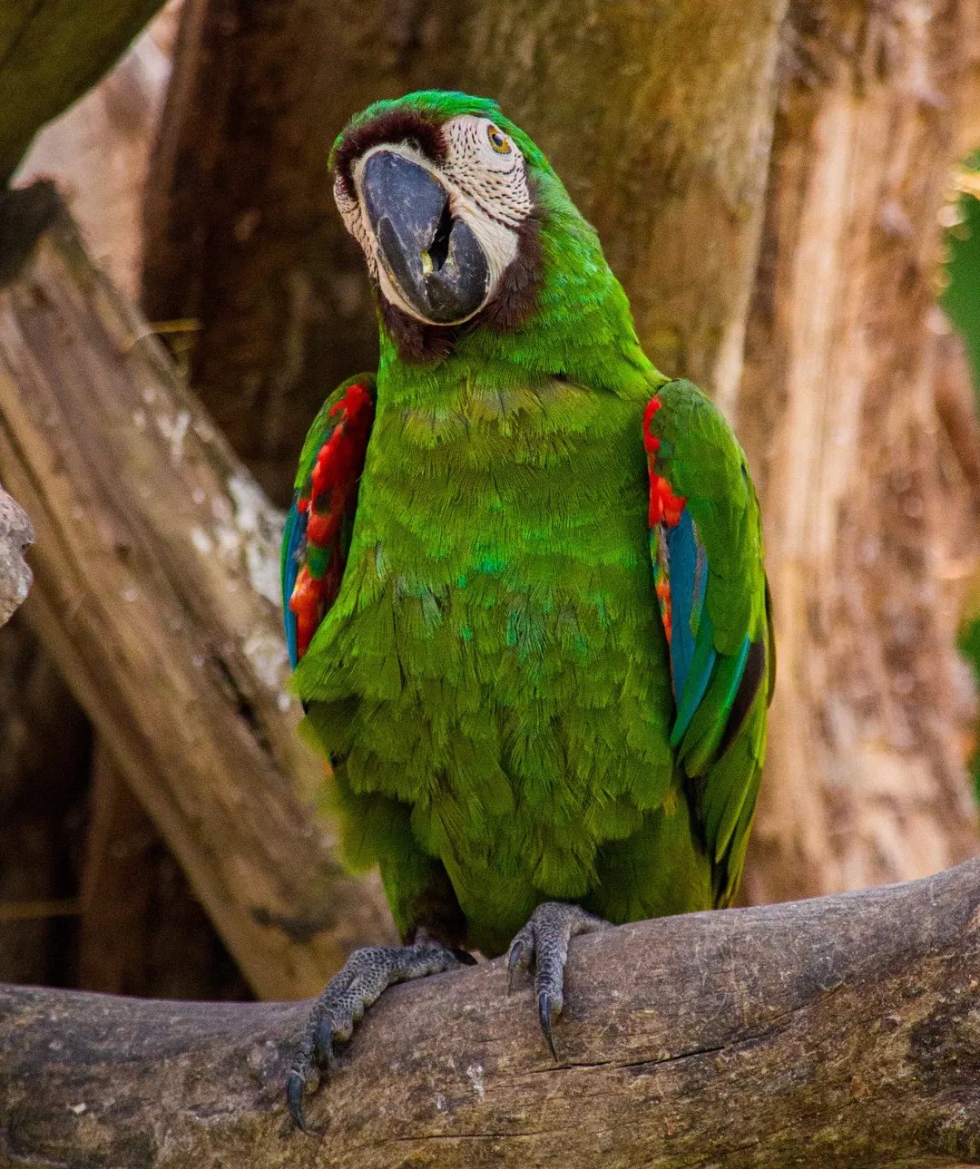 Tour Aves con Encanto