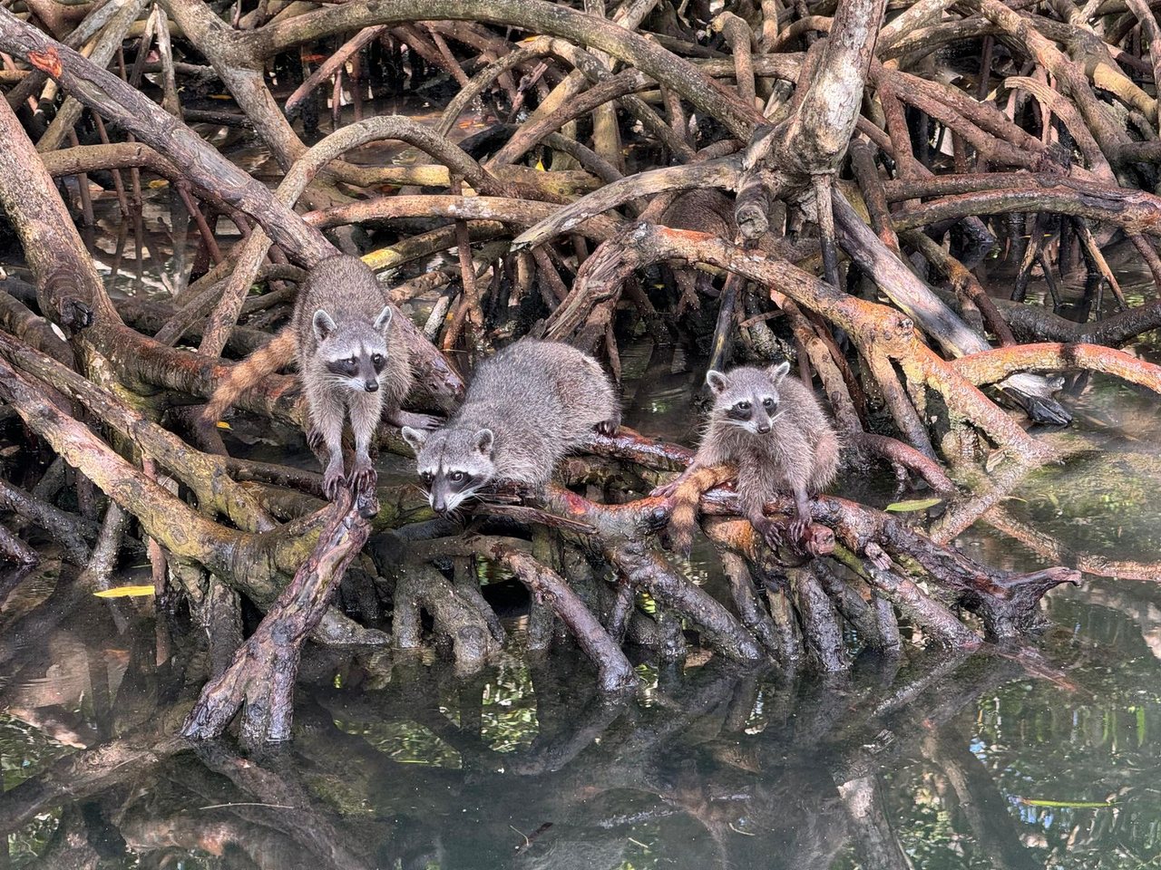 Family Plan (Oceanario, Mapache, Snorkel)