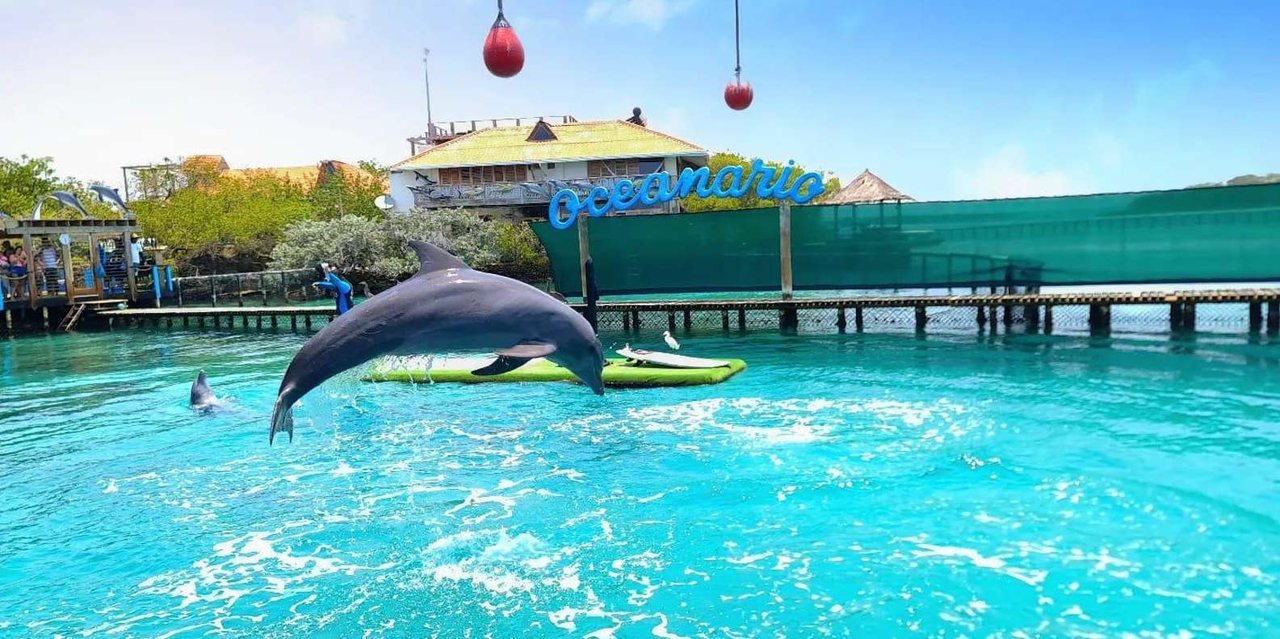 Family Plan (Oceanario, Mapache, Snorkel) - foto 3